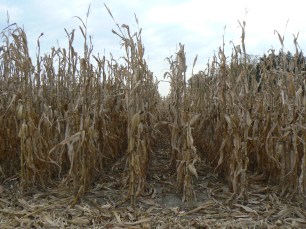 Oct 2015 morning stars 036